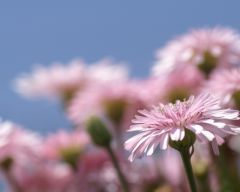 Tapeta Nature Flowers 153.jpg